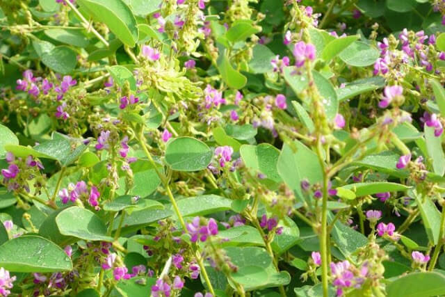 cây kim tiền thảo